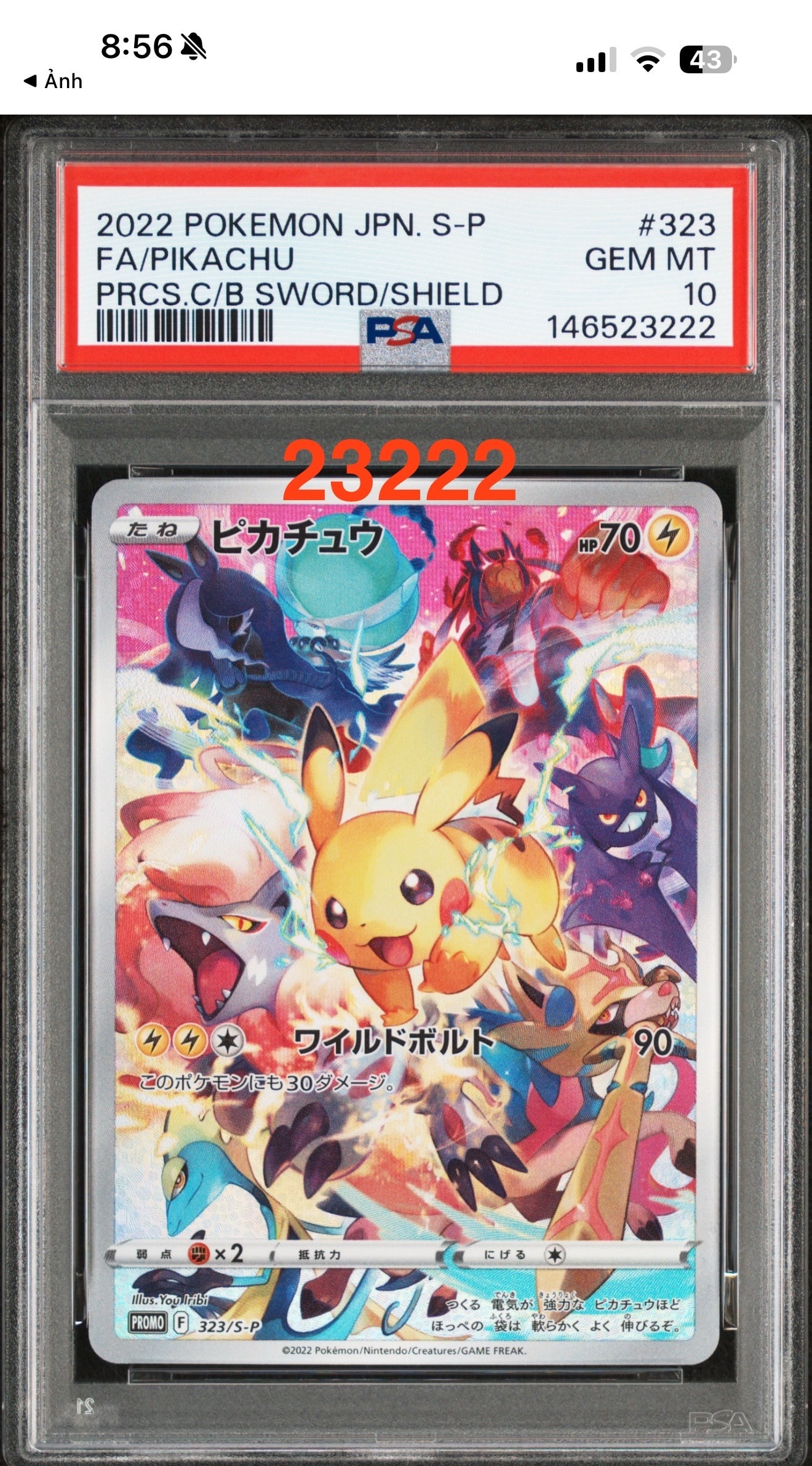 ピカチュウ: プロモ[323 S-P](プロモーションカード「プレシャス コレクターボックス ソード&シールド」)