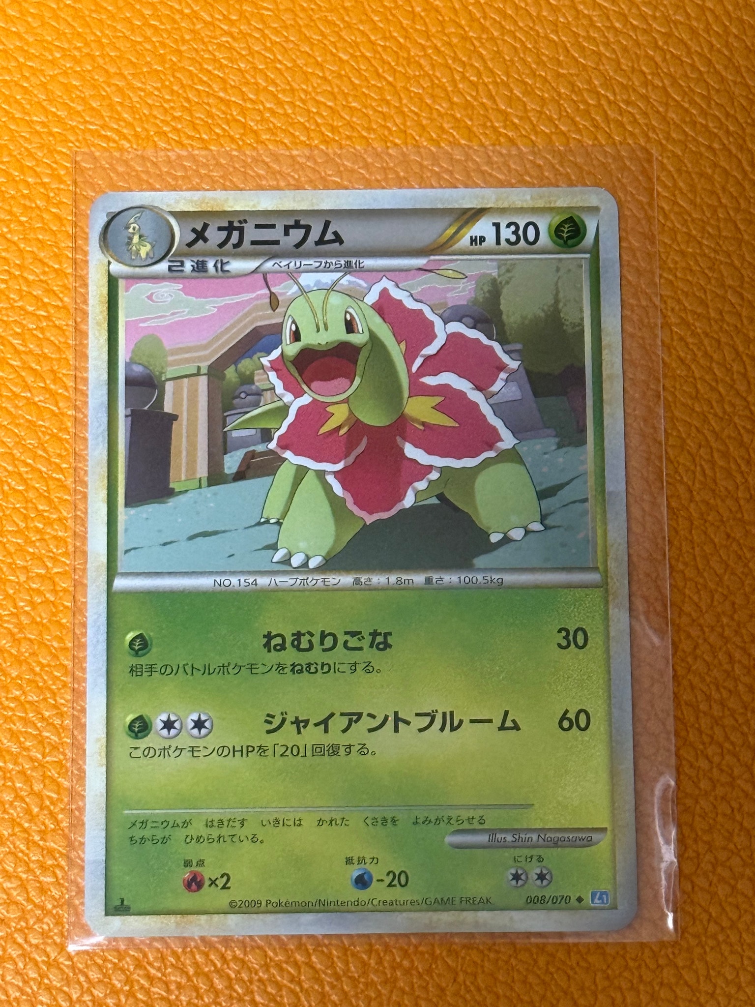 大菊花