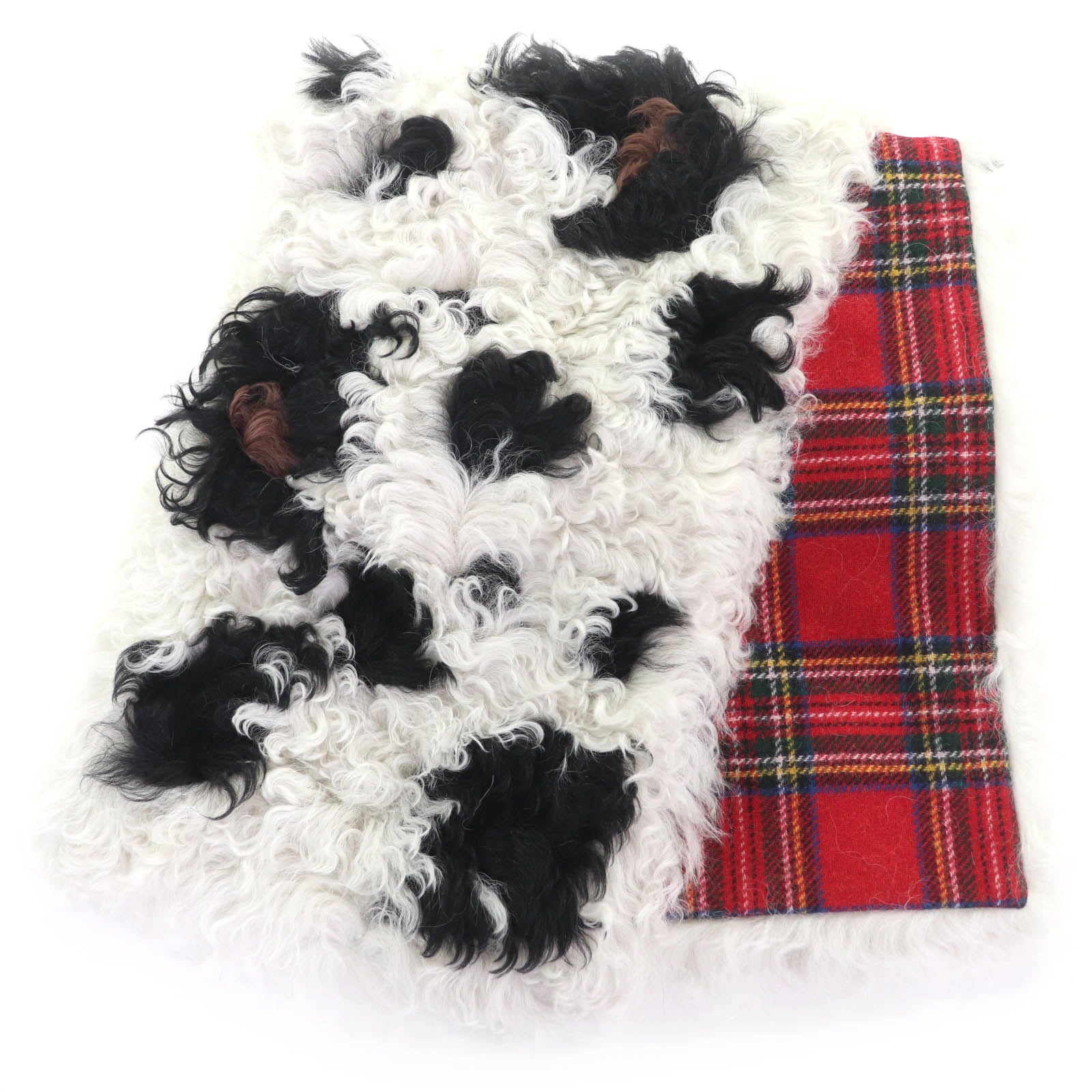 極美品 ミュウミュウ 裏地チェック柄 シープファー マフラー MPY037