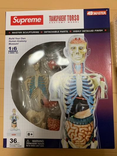 Supreme Male and Female Anatomy Model "Male"