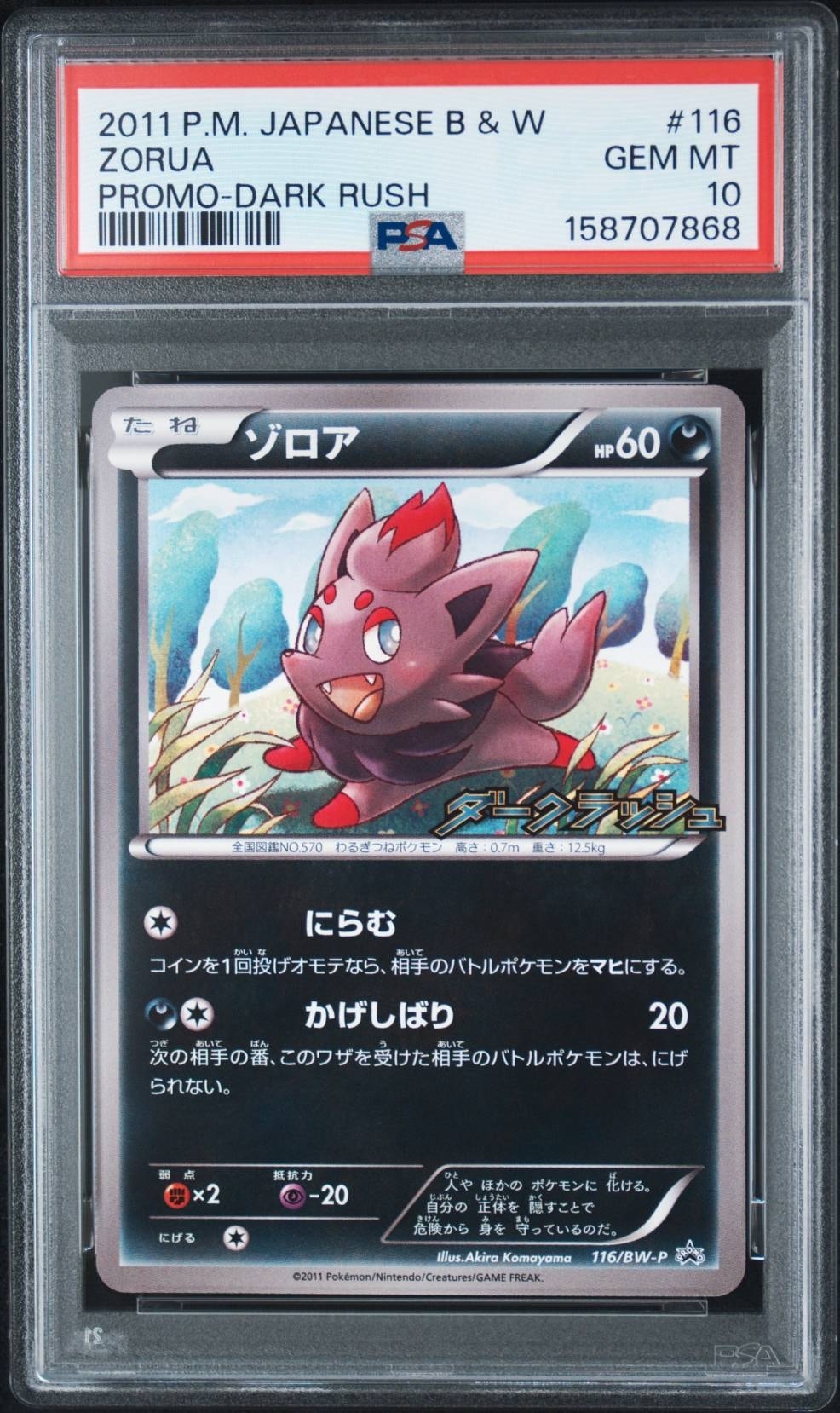 ゾロア P [BW-P 116/BW-P](プロモーションカード「ダークラッシュ