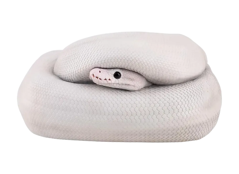 BANDAI "Ichiban Kuji" -Reptiles & Amphibians ~Tiny Friends~ vol.3- B Prize Ball Python Tissue Case