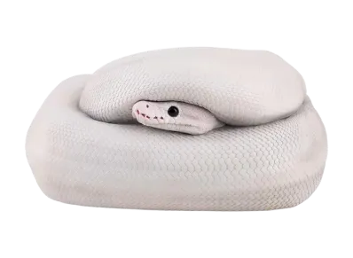 BANDAI "Ichiban Kuji" -Reptiles & Amphibians ~Tiny Friends~ vol.3- B Prize Ball Python Tissue Case