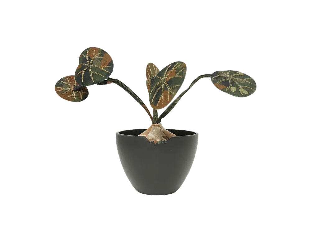 HAKKEI Stephania Erecta Auspicious 5 Doji "Khaki"