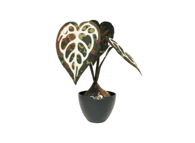 HAKKEI Anthurium Crystallinum Baji "Camo"