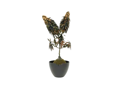 HAKKEI Mojiji "Green"