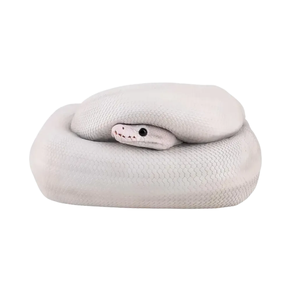 BANDAI "Ichiban Kuji" -Reptiles & Amphibians ~Tiny Friends~ vol.3- B Prize Ball Python Tissue Case