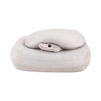 BANDAI "Ichiban Kuji" -Reptiles & Amphibians ~Tiny Friends~ vol.3- B Prize Ball Python Tissue Case