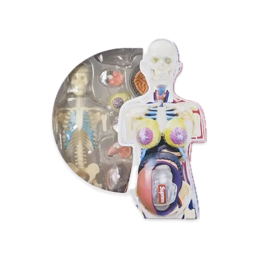 Supreme Male and Female Anatomy Model "female"