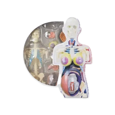 Supreme Male and Female Anatomy Model "female"