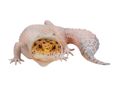 BANDAI "Ichiban Kuji" -Reptiles & Amphibians ~Tiny Friends~- B Prize Leopard Gecko Figure ~Moulting~