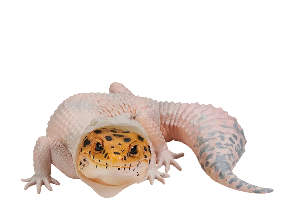BANDAI "Ichiban Kuji" -Reptiles & Amphibians ~Tiny Friends~- B Prize Leopard Gecko Figure ~Moulting~