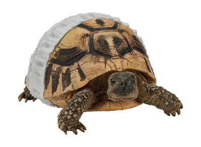 BANDAI "Ichiban Kuji" -Reptiles & Amphibians ~Tiny Friends~ vol.2- C Prize Hermann's Tortoise Figure Room Walking Ver.