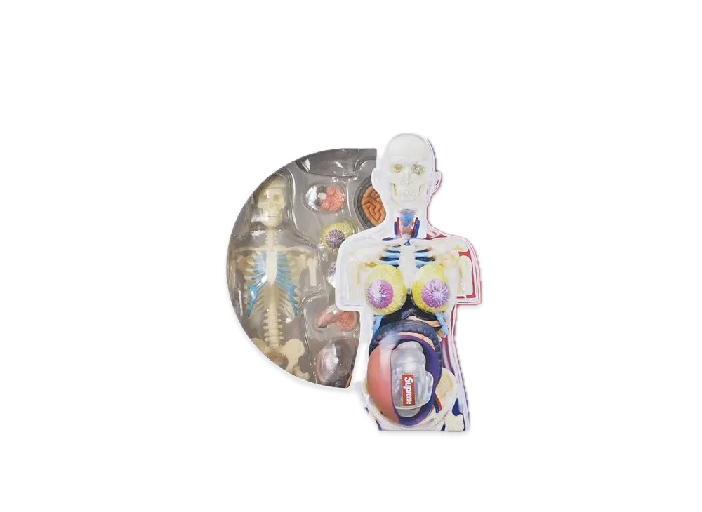 Supreme Male and Female Anatomy Model "female"