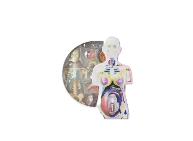 Supreme Male and Female Anatomy Model "female"
