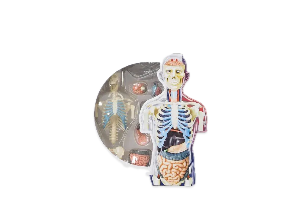 Supreme Male and Female Anatomy Model "Male"