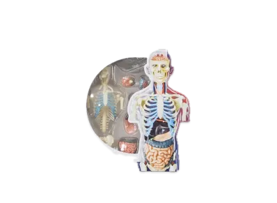 Supreme Male and Female Anatomy Model "Male"