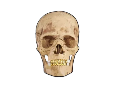 Supreme 4D Model Human Skull "Natural"
