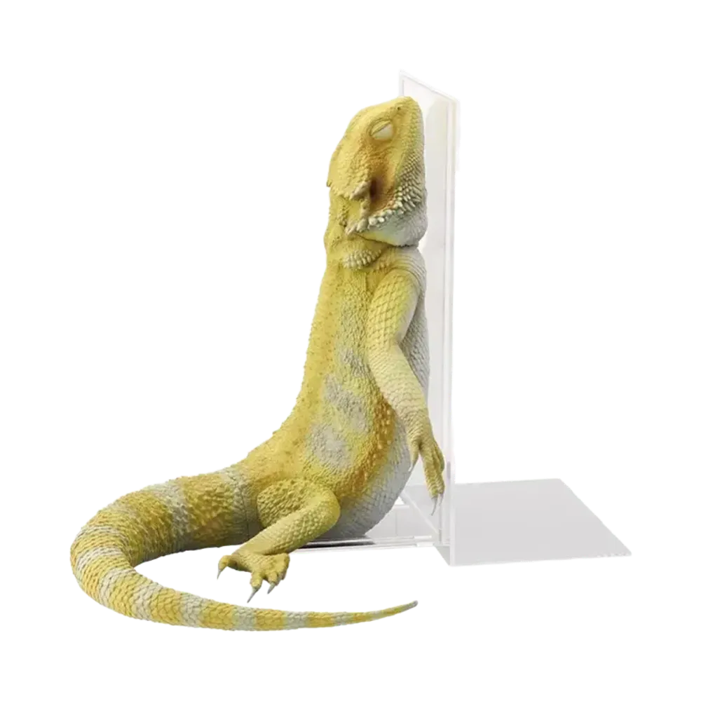 BANDAI "Ichiban Kuji" -Reptiles & Amphibians ~Tiny Friends~ vol.3- A Prize Bearded Dragon Sleeping Bookstand