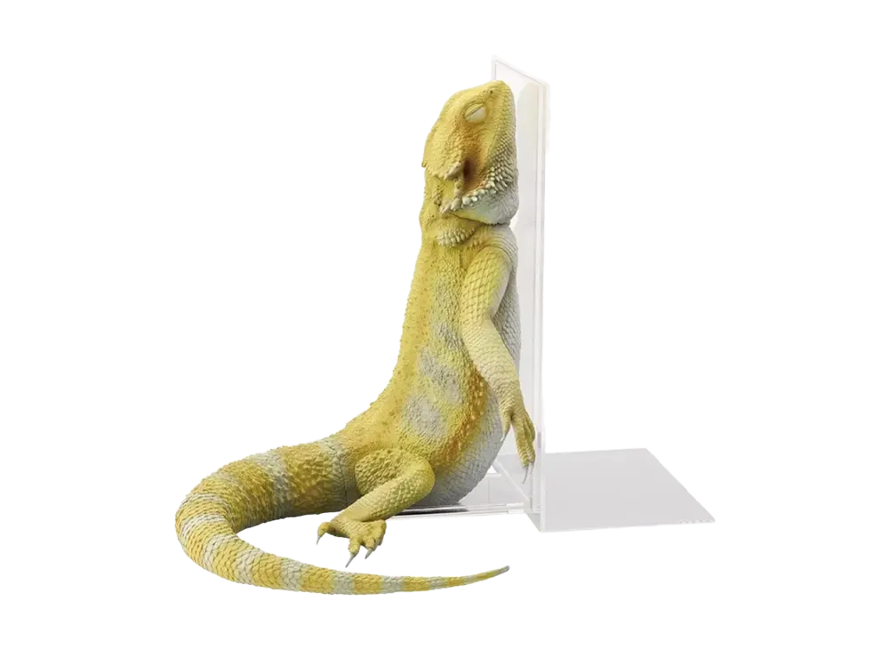BANDAI "Ichiban Kuji" -Reptiles & Amphibians ~Tiny Friends~ vol.3- A Prize Bearded Dragon Sleeping Bookstand