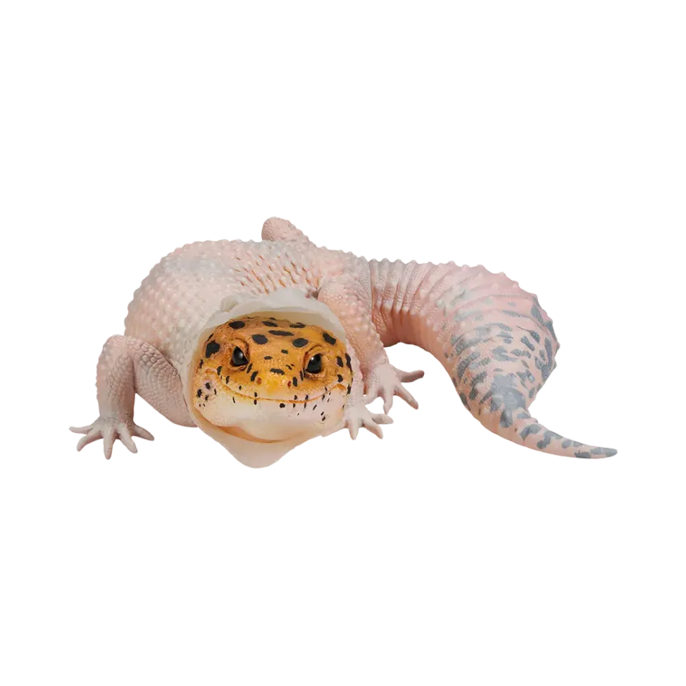 BANDAI "Ichiban Kuji" -Reptiles & Amphibians ~Tiny Friends~- B Prize Leopard Gecko Figure ~Moulting~