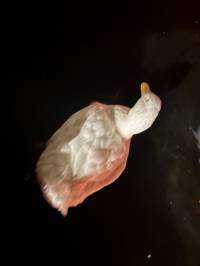 ユーザーアイコン