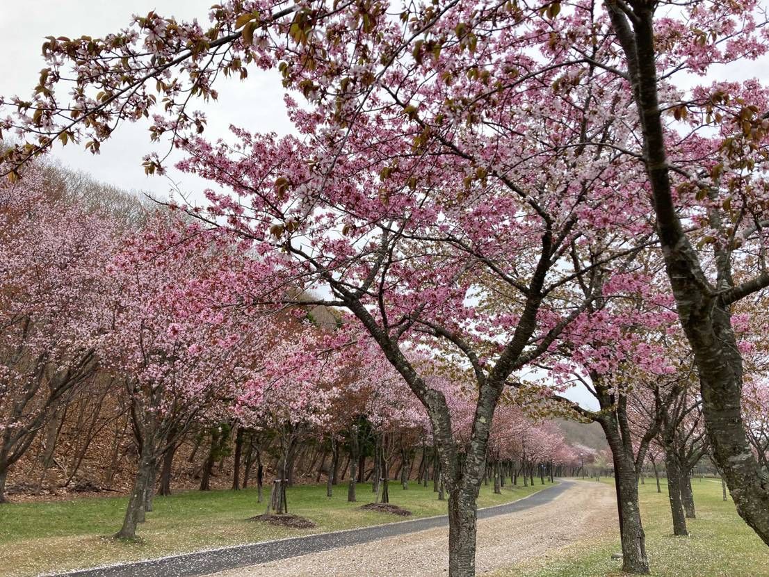 ギリギリ桜をみにいきました。