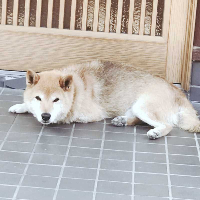 ユーザーアイコン