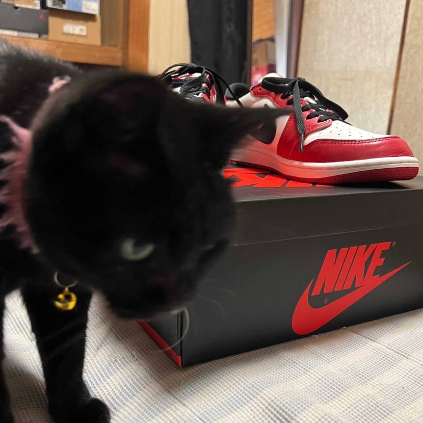 Atmosから届いたシカゴロー
めちゃくちゃ嬉しいんやけど