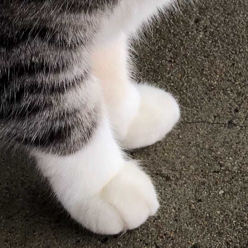 N