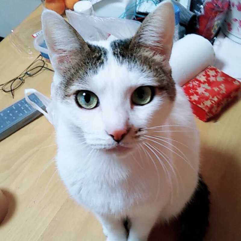 ユーザーアイコン