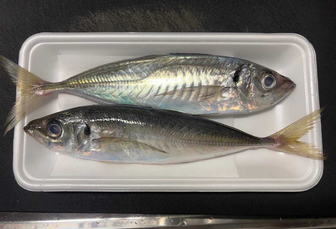 久しぶりに赤羽を買ってしまいました🧖‍♂️♨️

エンジ