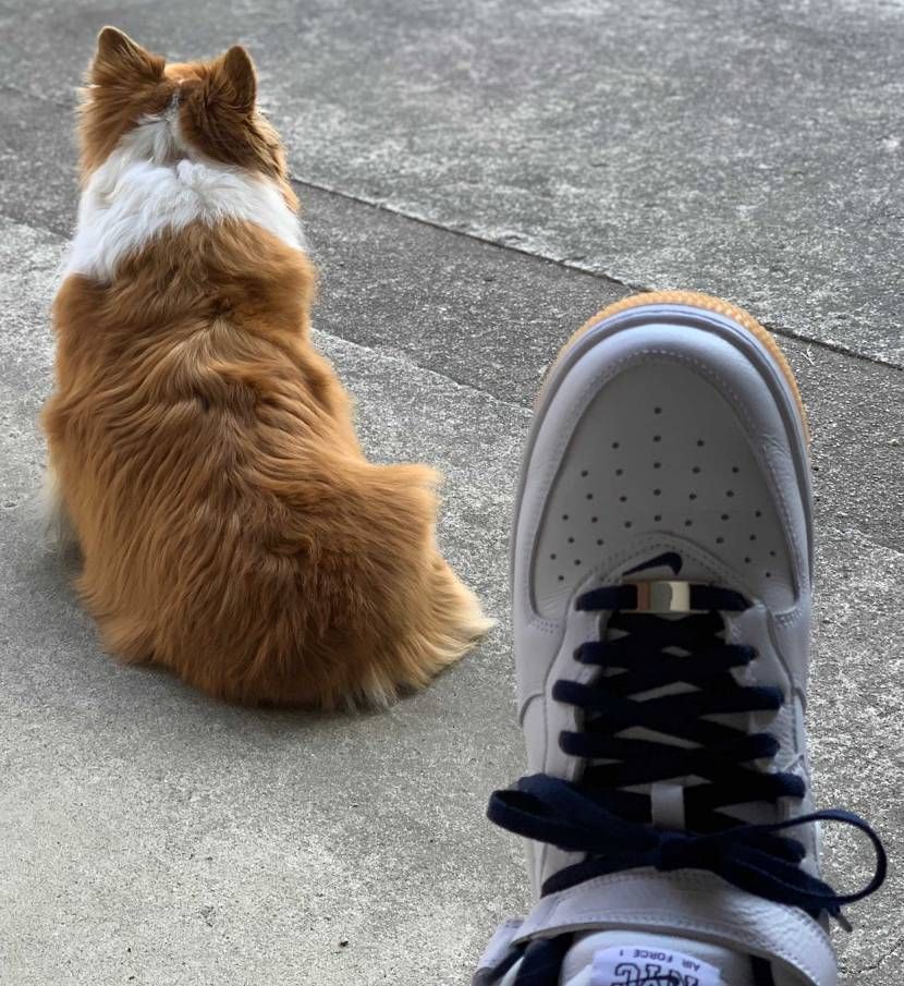 コーギーとAF1 NYC
NIKEもたまには良いっすね。