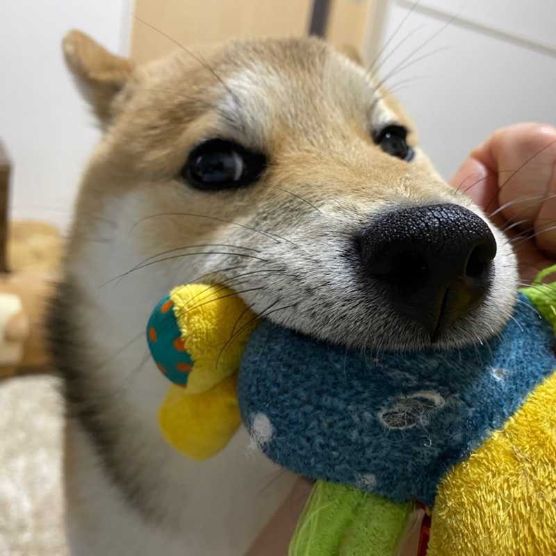 翔太(出品者)