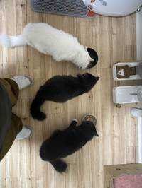 ねこねこ🐱
