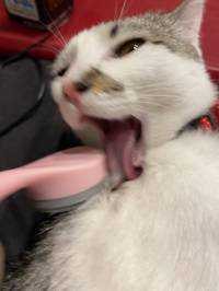 lilcead