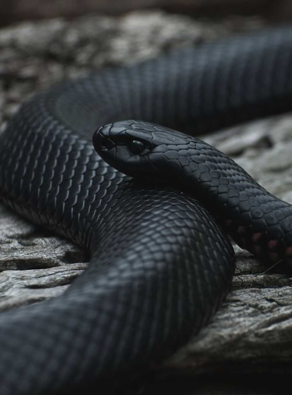 SNAKRS