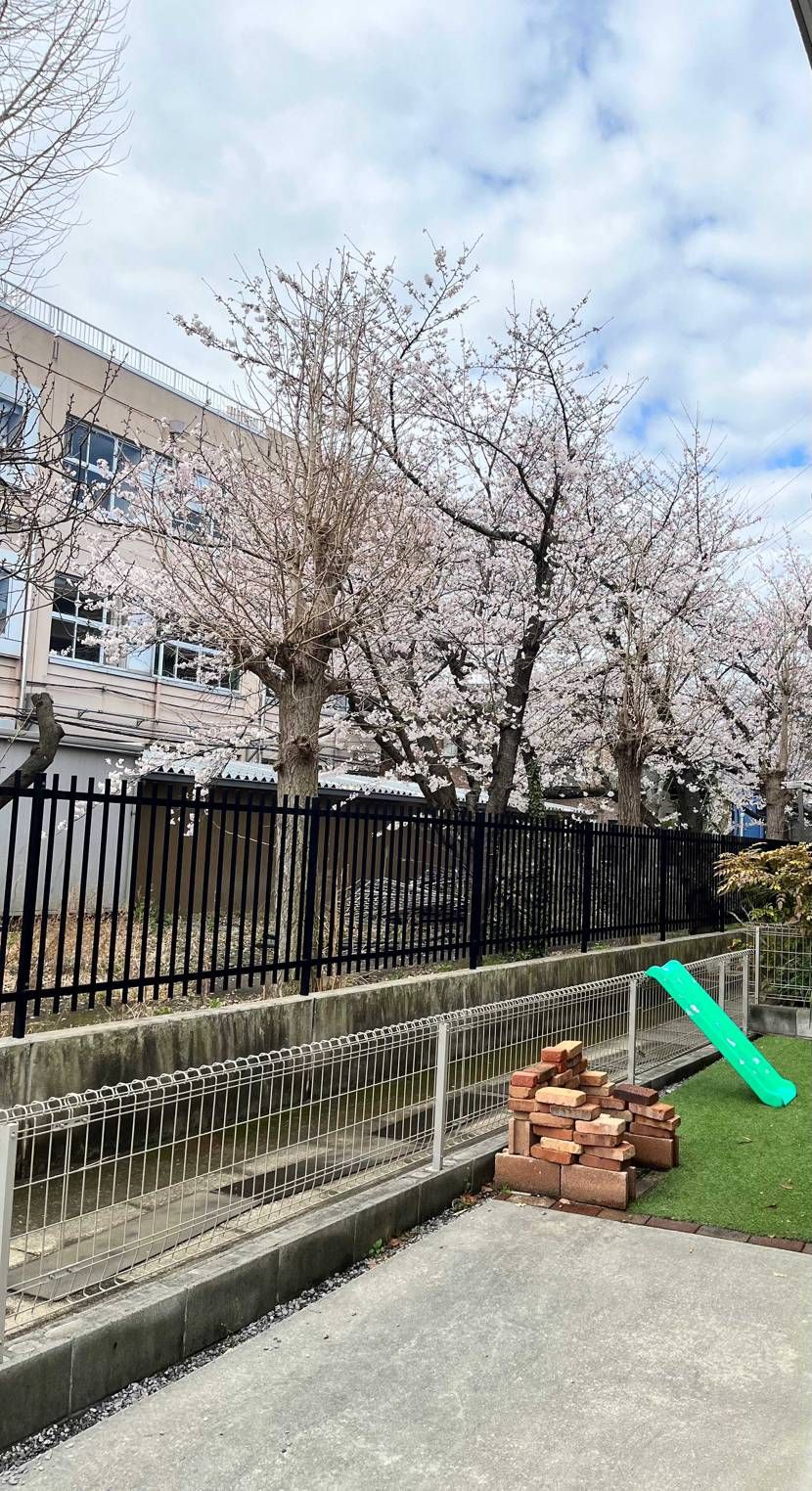 おはよう御座います♪一気に家の裏の🌸も咲きました
今日は、