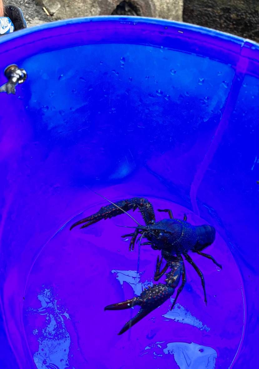 お疲れ様です😁履き替えてザリガニ取りに😁めっちゃデカいの取れ