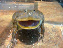 Budget frog(出品者)