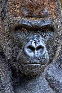 gorilla58(出品者)
