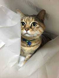 やぴ