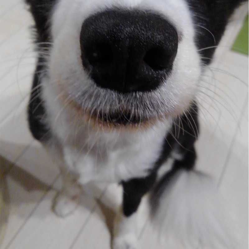 maru