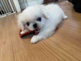 hiro