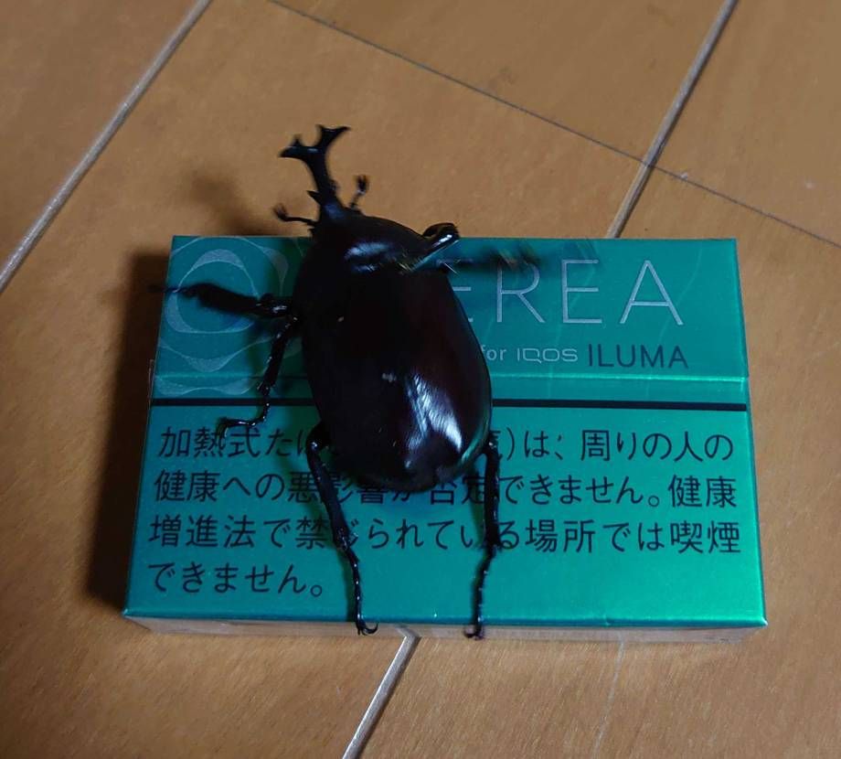 北海道あるある( ゜o゜)

国内外来種の自然繁殖したｶ