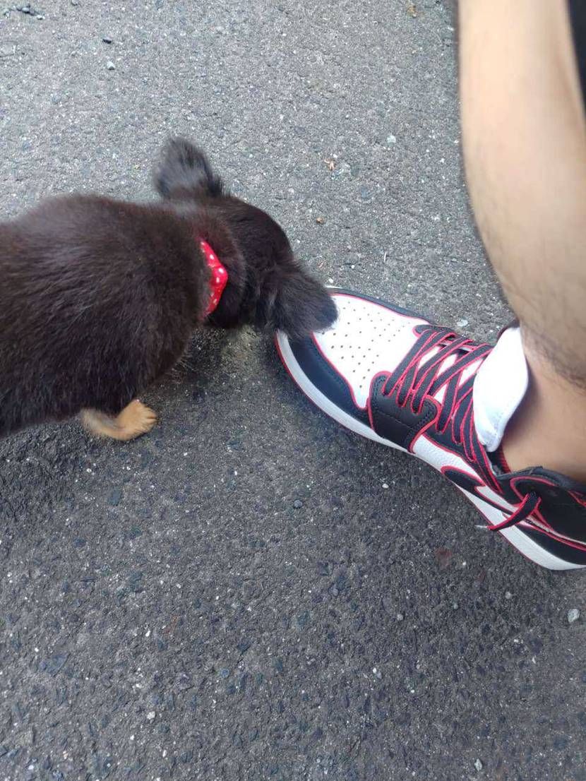 朝から子犬の散歩デビューに公園へ💨