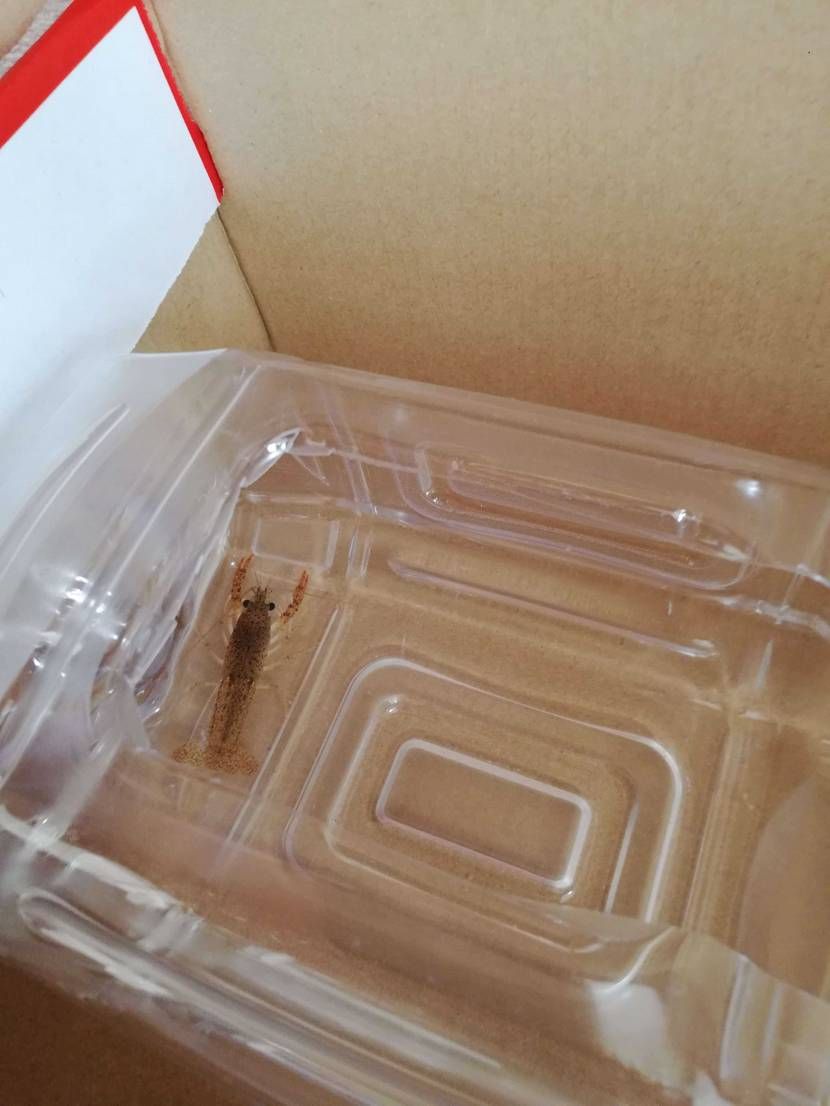 皆さん箱はどうしてますか？！
私は小物入れにしたり、今はザリ