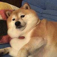 豚豚