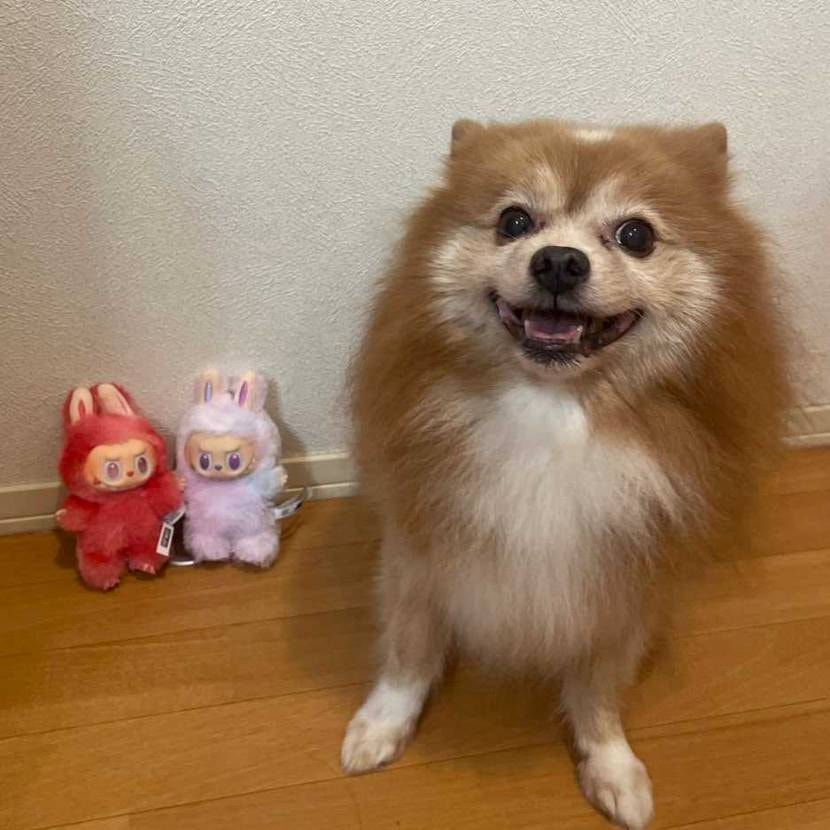 新しいラブブがきました！
うちのポメちゃんがでかいのか、ラ