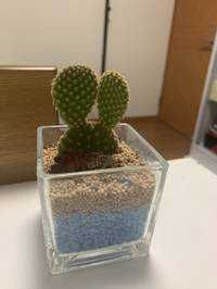 シャイニー(出品者)